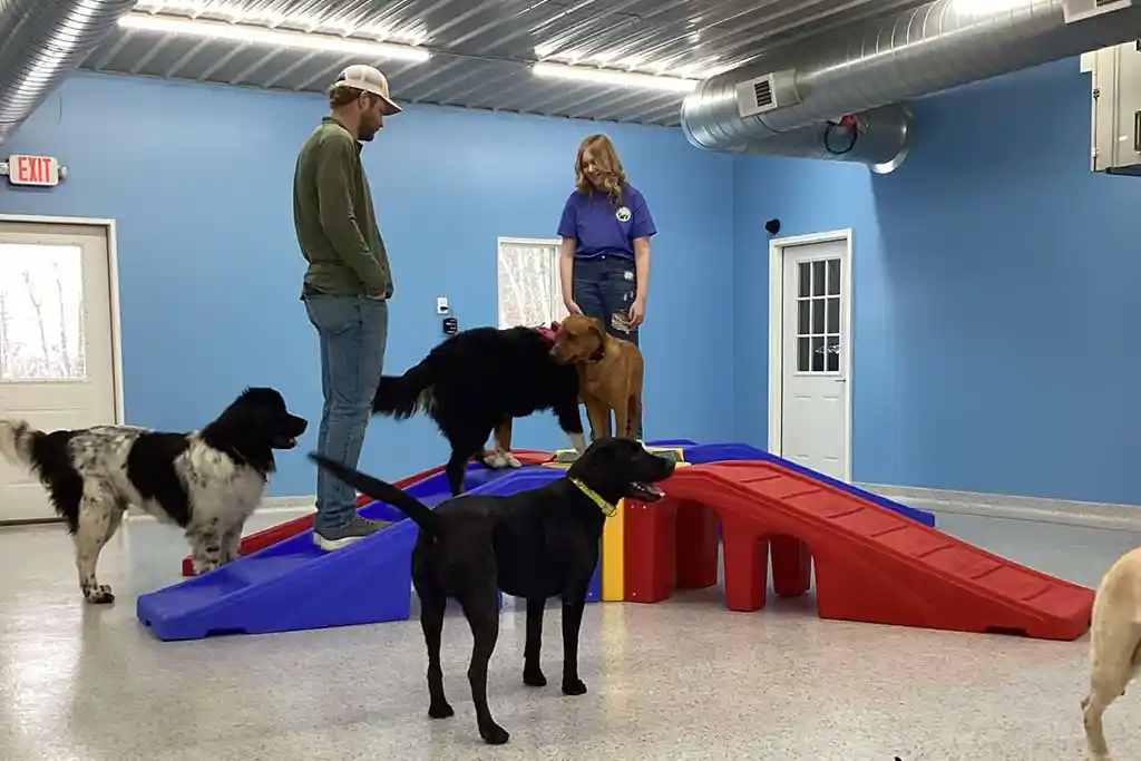 meet greet dog boarding zimmerman