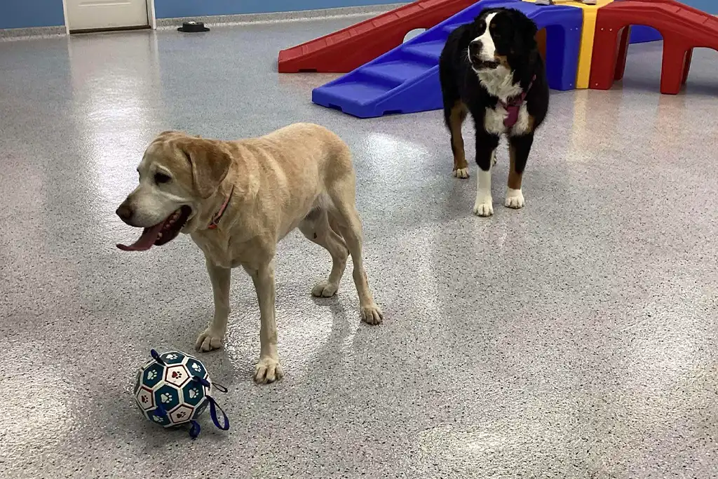 dog daycare zimmerman