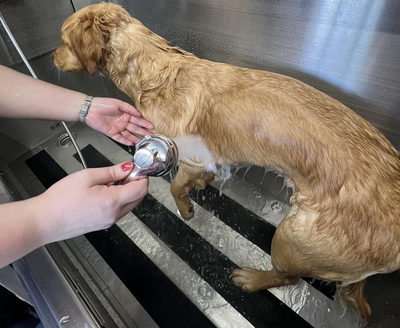 dog grooming zimmerman