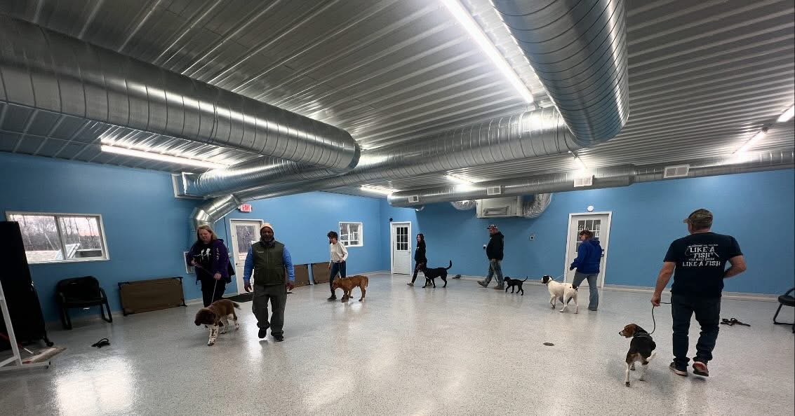 dog daycare zimmerman