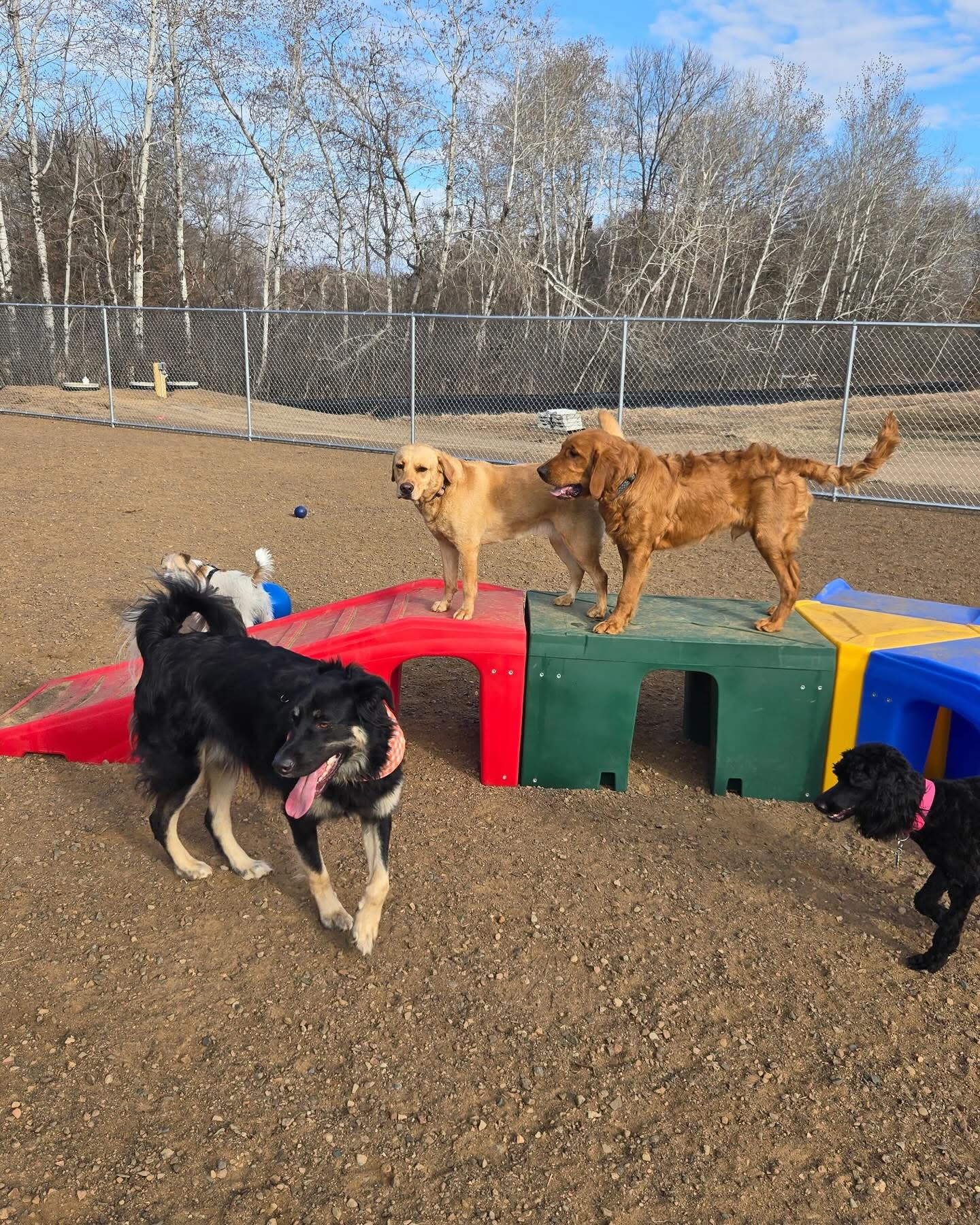 Milaca Dog Boarding 6