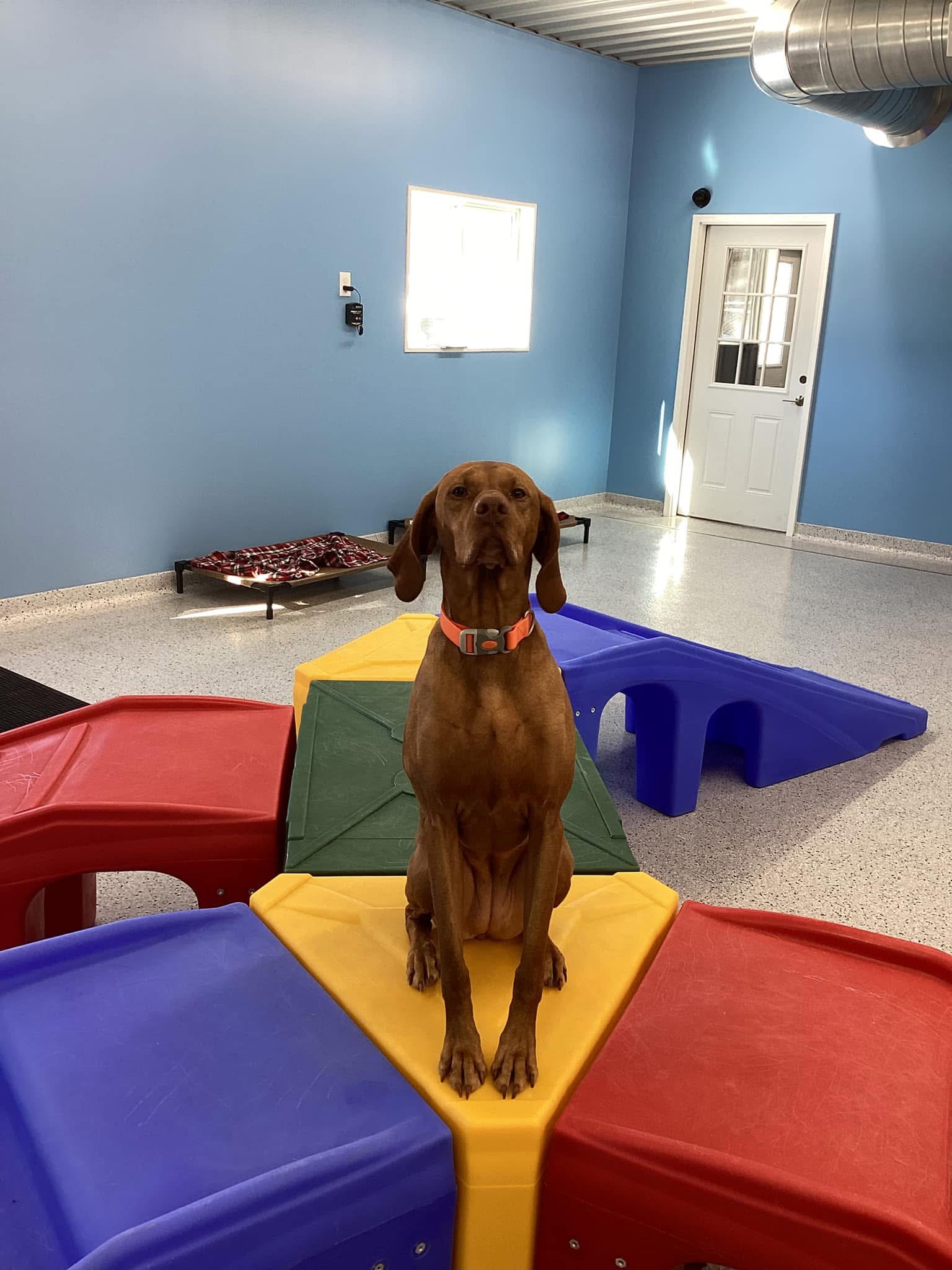 Country Pup Kennel staff reading to a dog.