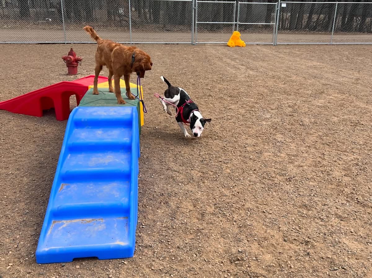 IMG_8901 dog daycare princeton cpk 31