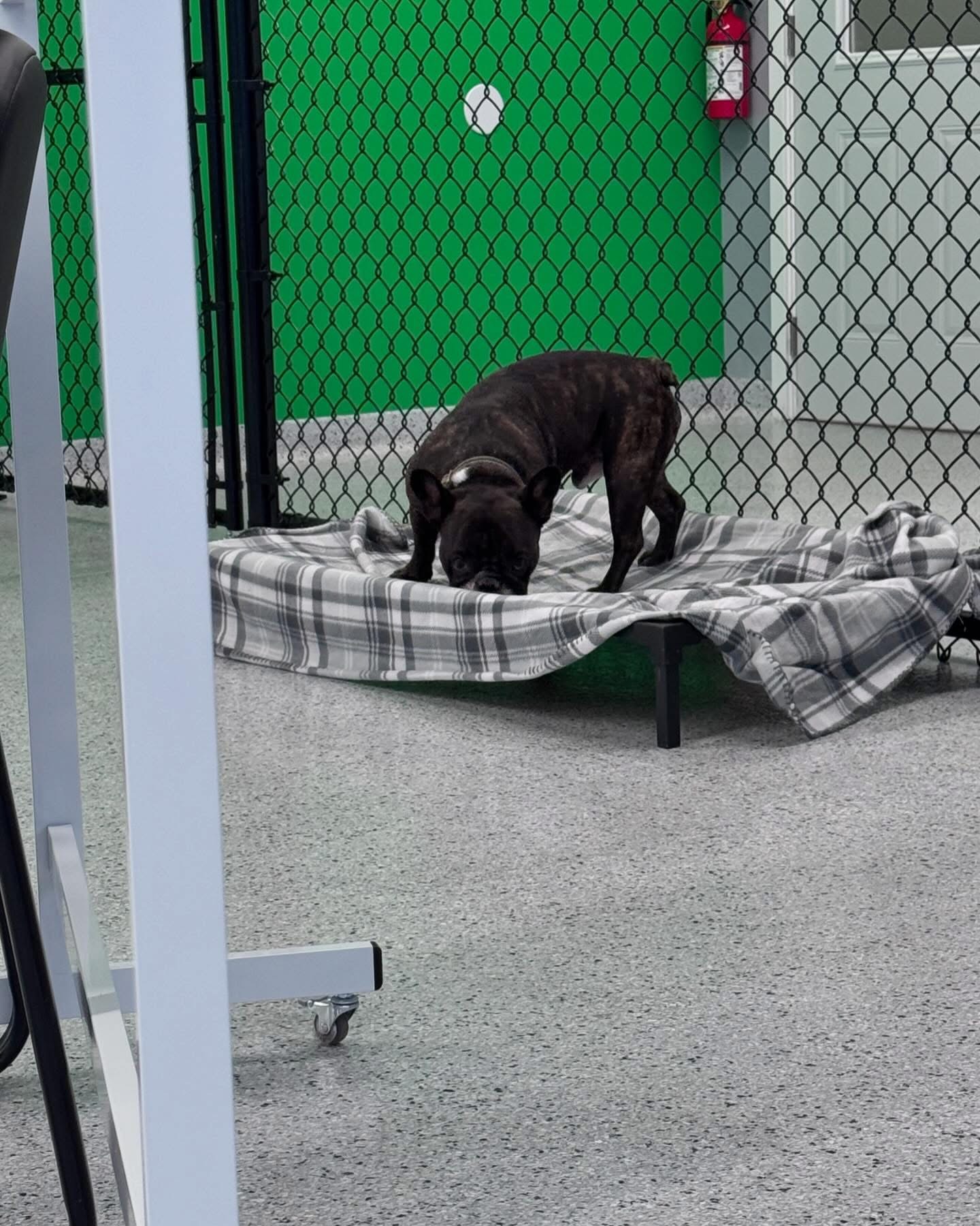 Indoor Playtime at Country Pup Kennel