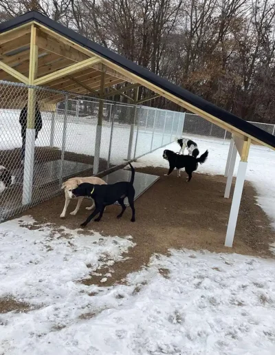 Dogs are separated based on many factors during outdoor playtime at Country Pup Kennel.