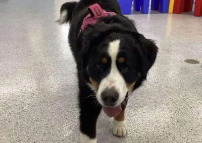 Indoor Playtime at Country Pup Kennel