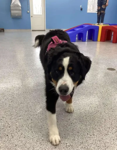 Indoor Playtime at Country Pup Kennel