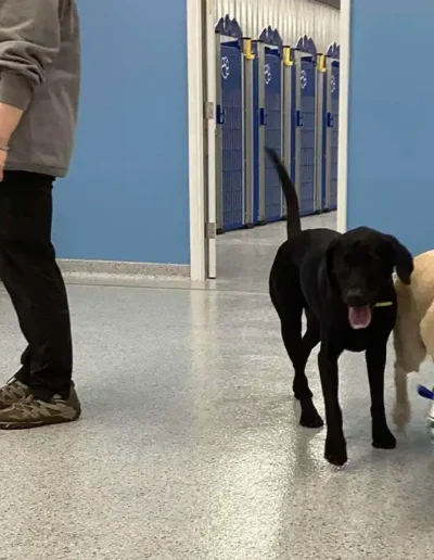 Indoor Playtime at Country Pup Kennel