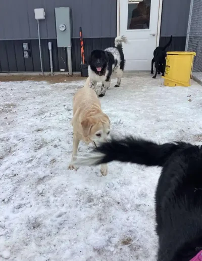 Snowy playtime outside at Country Pup Kennel.