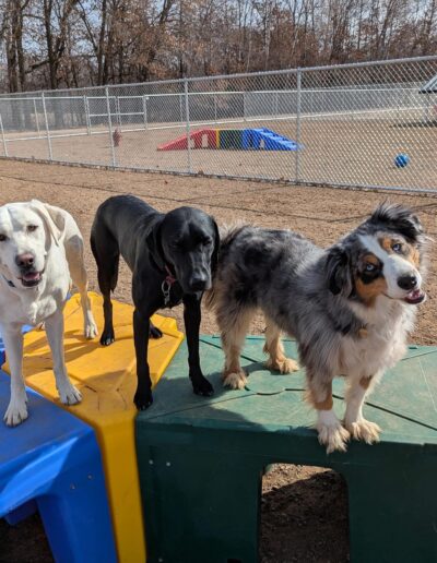 Playtime in the outdoor fenced area at Country Pup Kennel.