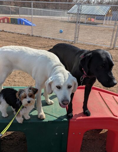 Playtime in the outdoor fenced area at Country Pup Kennel.