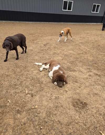 Country Pup Kennel Dog Playtime