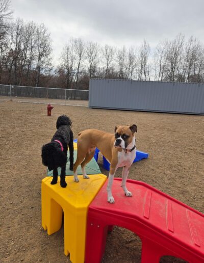 Country Pup Kennel Outdoor Play Area